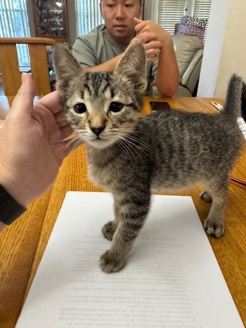 Scooby, adopted, Kitten Male Tiger.