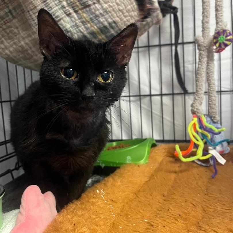 Ebby, Adoptable, Young Female Domestic Short Hair.