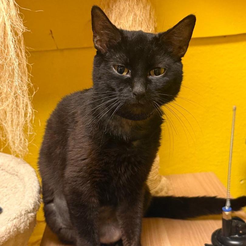 Ebby, a Adoptable Domestic Short Hair in North Myrtle Beach, SC image 2/2