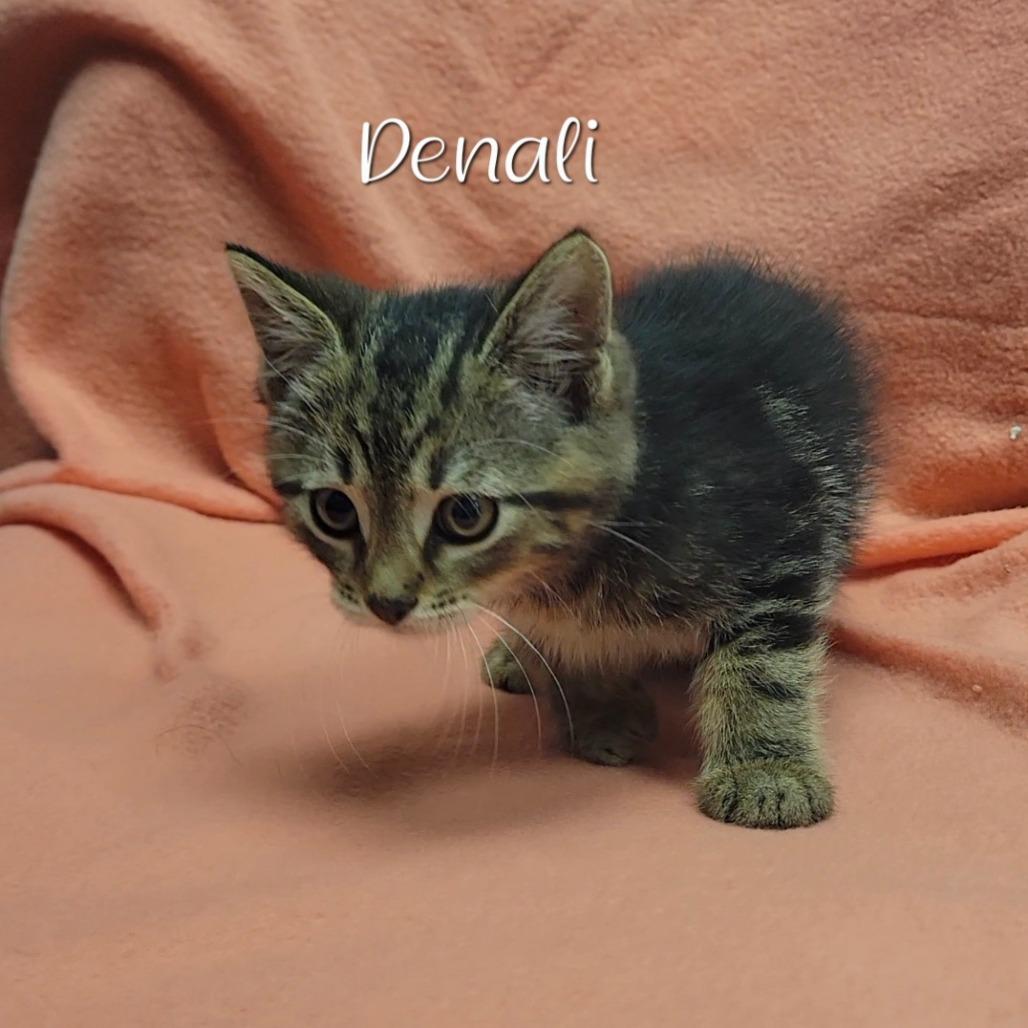Denali, Adoptable, Kitten Male Domestic Short Hair.