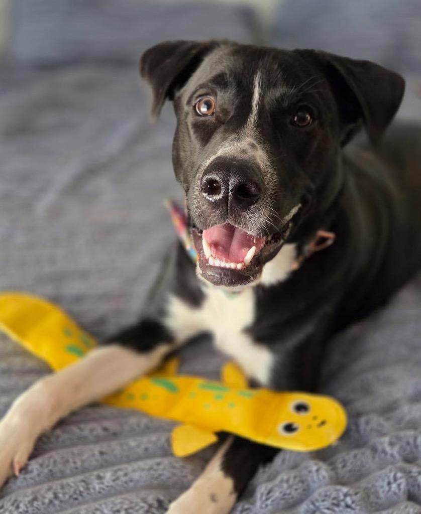 Bobby, a Adoptable mixed breed in CONROE, TX image 1/6