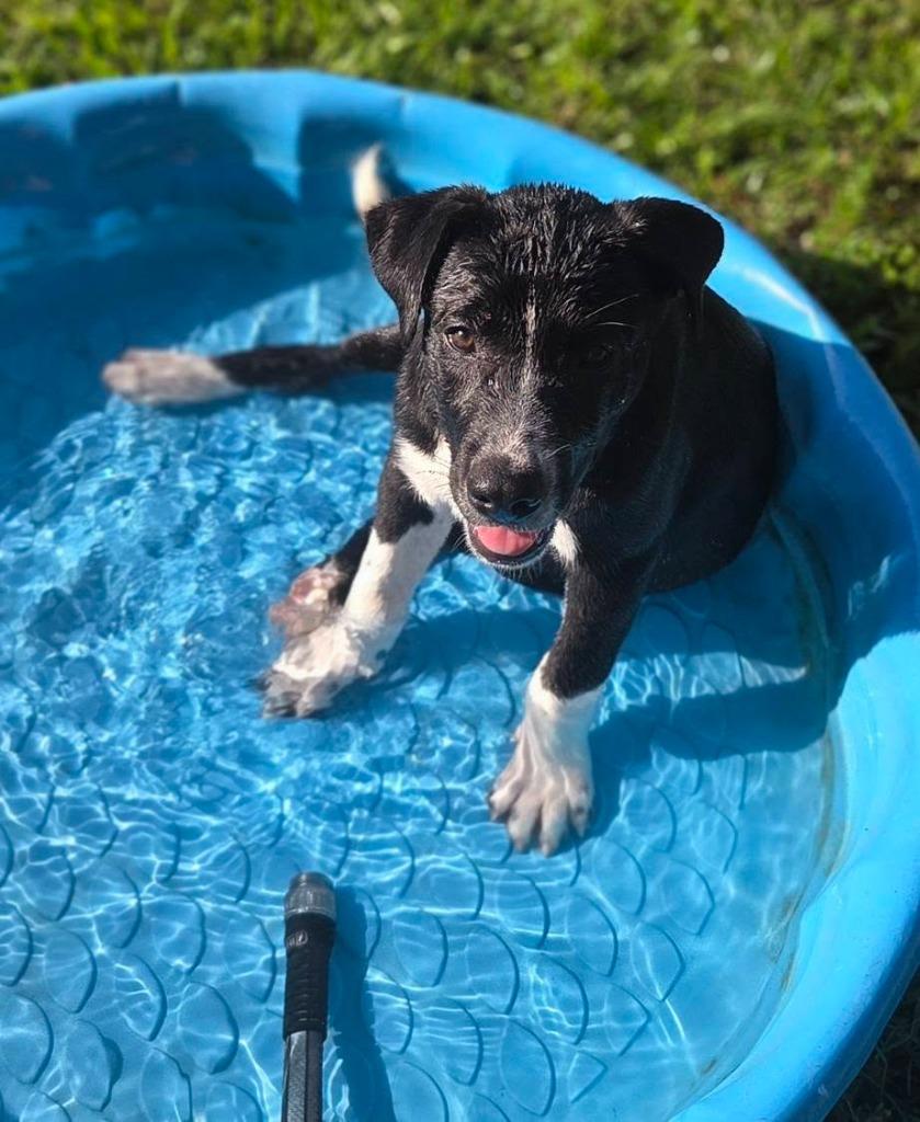 Enlarge Bobby, a Adoptable mixed breed in CONROE, TX image 3/4