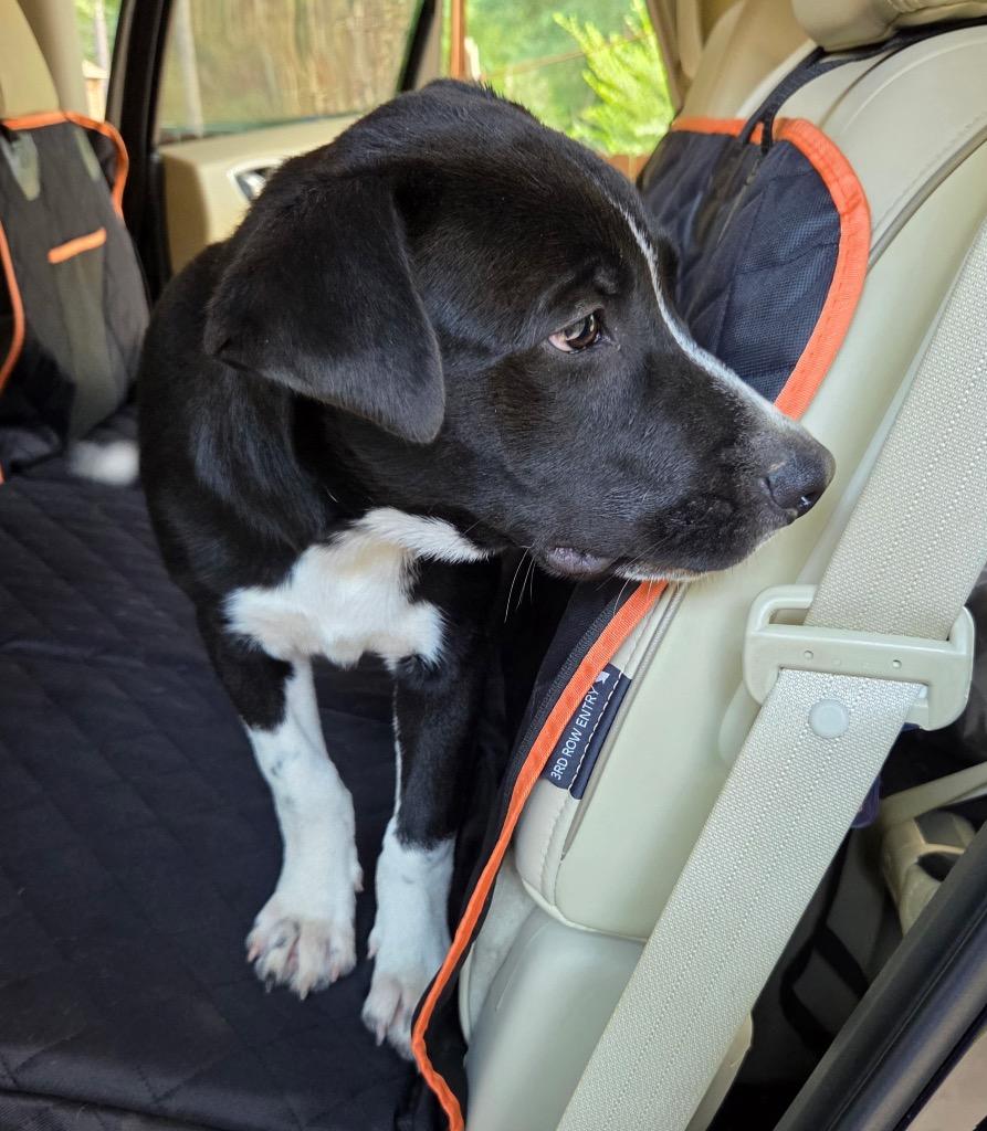 Bobby, a Adoptable mixed breed in CONROE, TX image 3/4