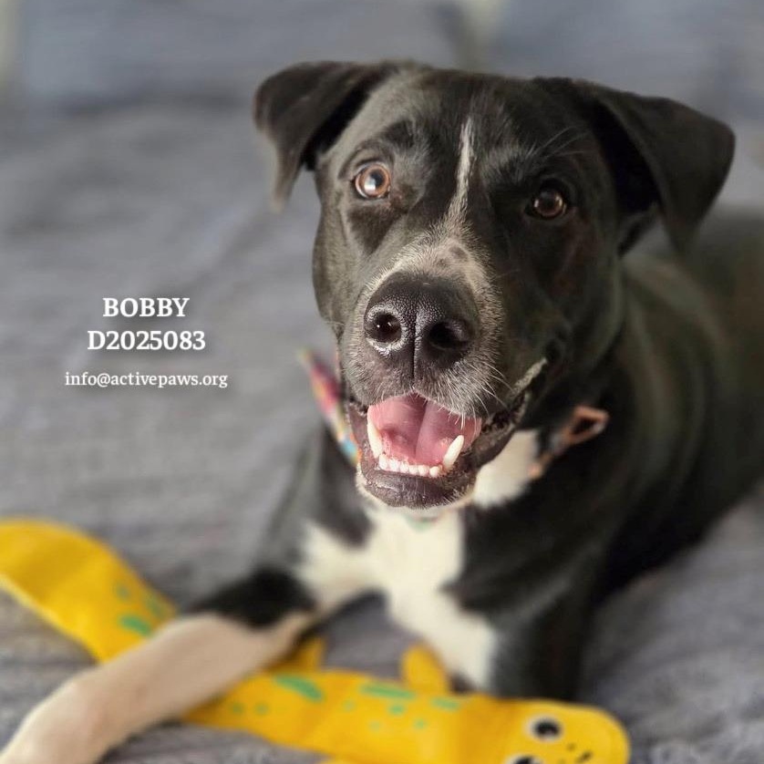 Bobby, Adoptable, Young Male Mixed Breed.