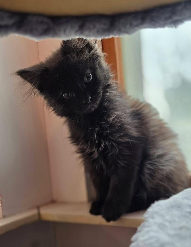 GG, an adoption pending Domestic Long Hair in Saginaw, MI image 2/3