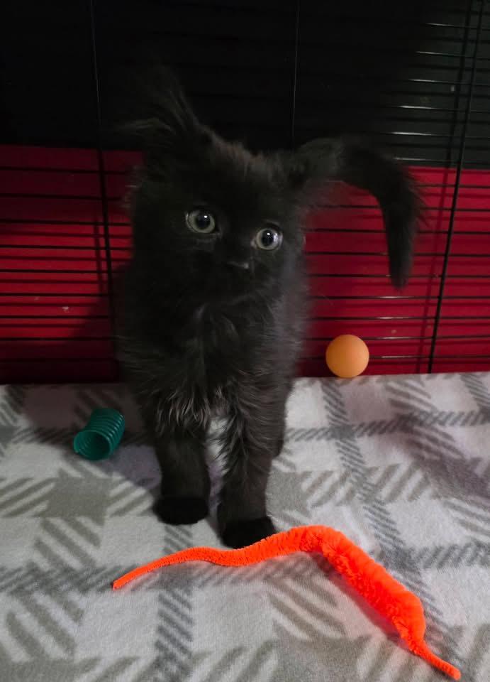 GG, an adoption pending Domestic Long Hair in Saginaw, MI image 1/3