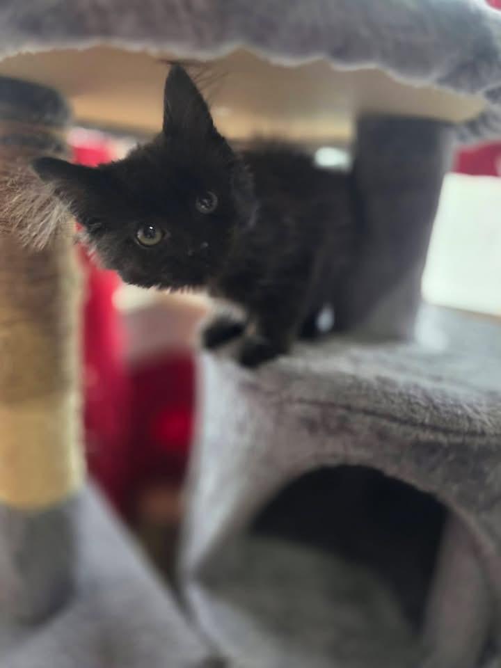 GG, an adoption pending Domestic Long Hair in Saginaw, MI image 3/3