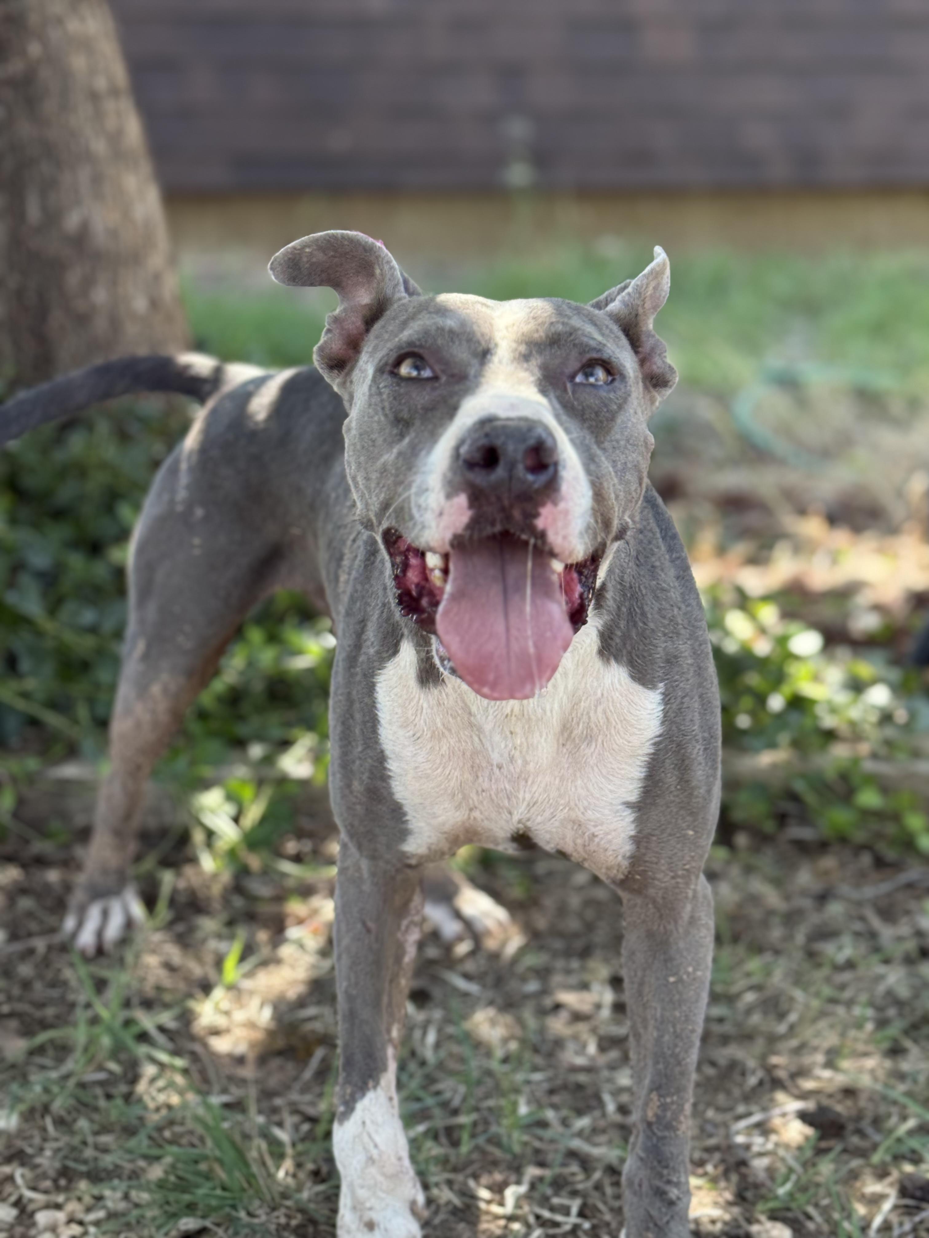 Dozer, Adoptable, Adult Male Pit Bull Terrier.