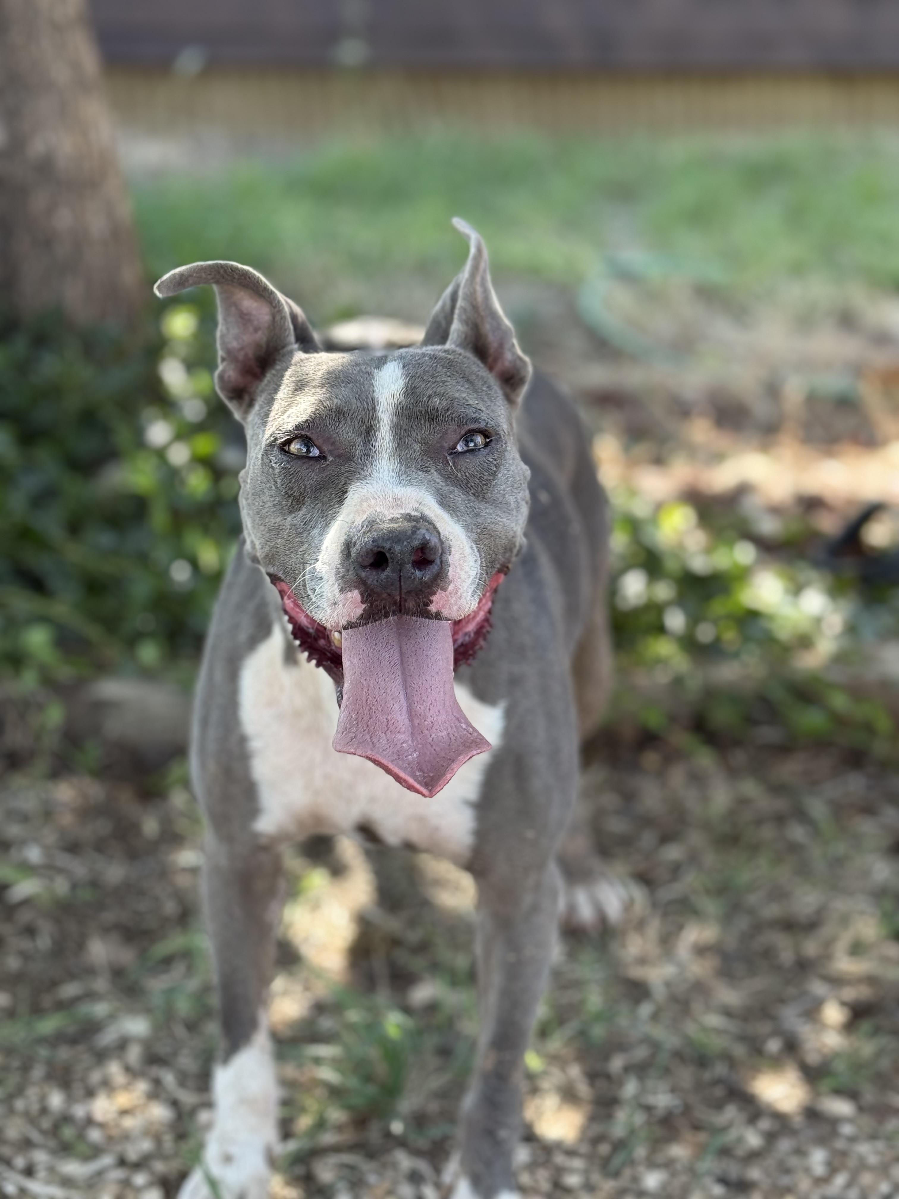 Dozer, a Adoptable mixed breed in Ferndale, WA image 3/3
