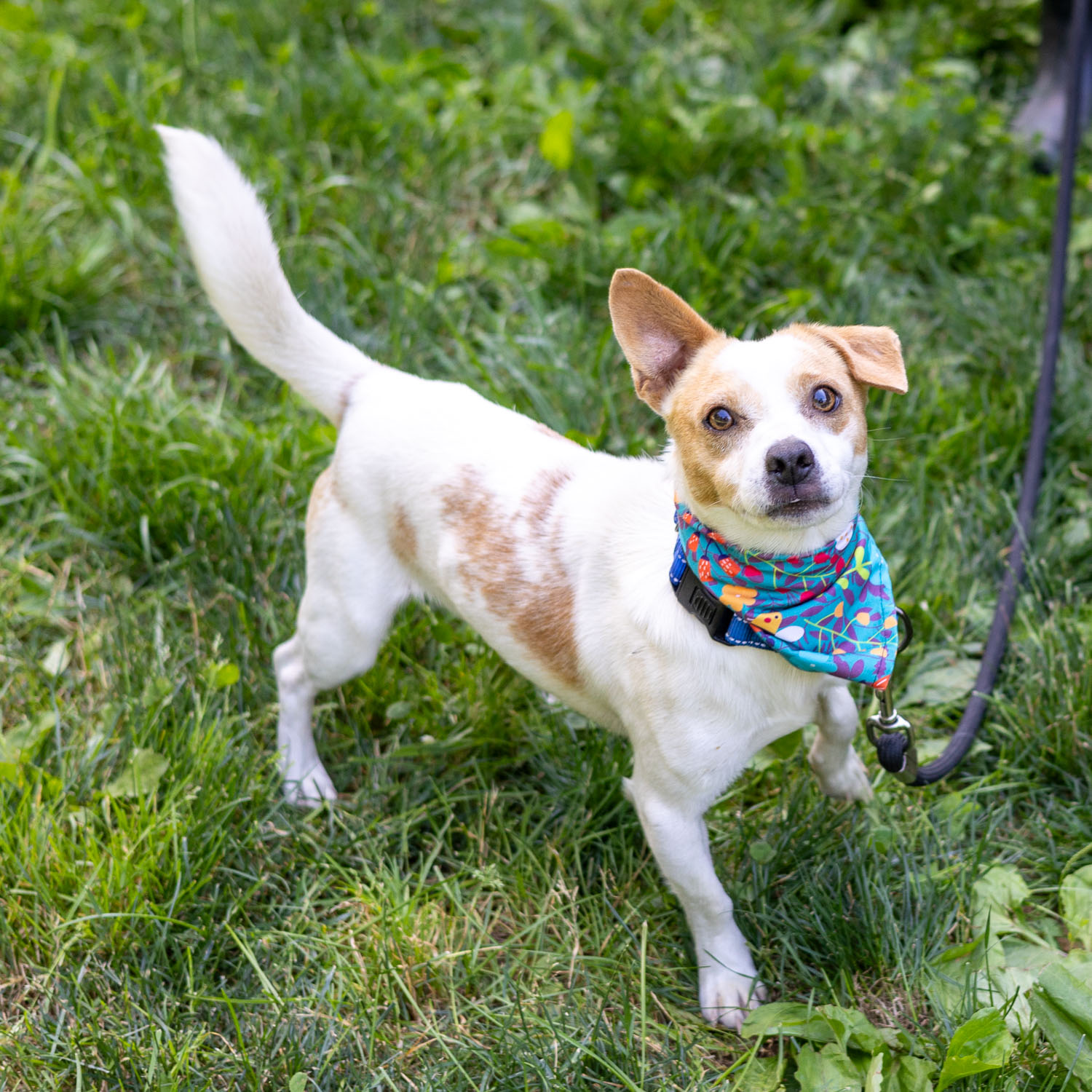 Dog for adoption Peanut (Male) Available 6/22/24, a Chihuahua in