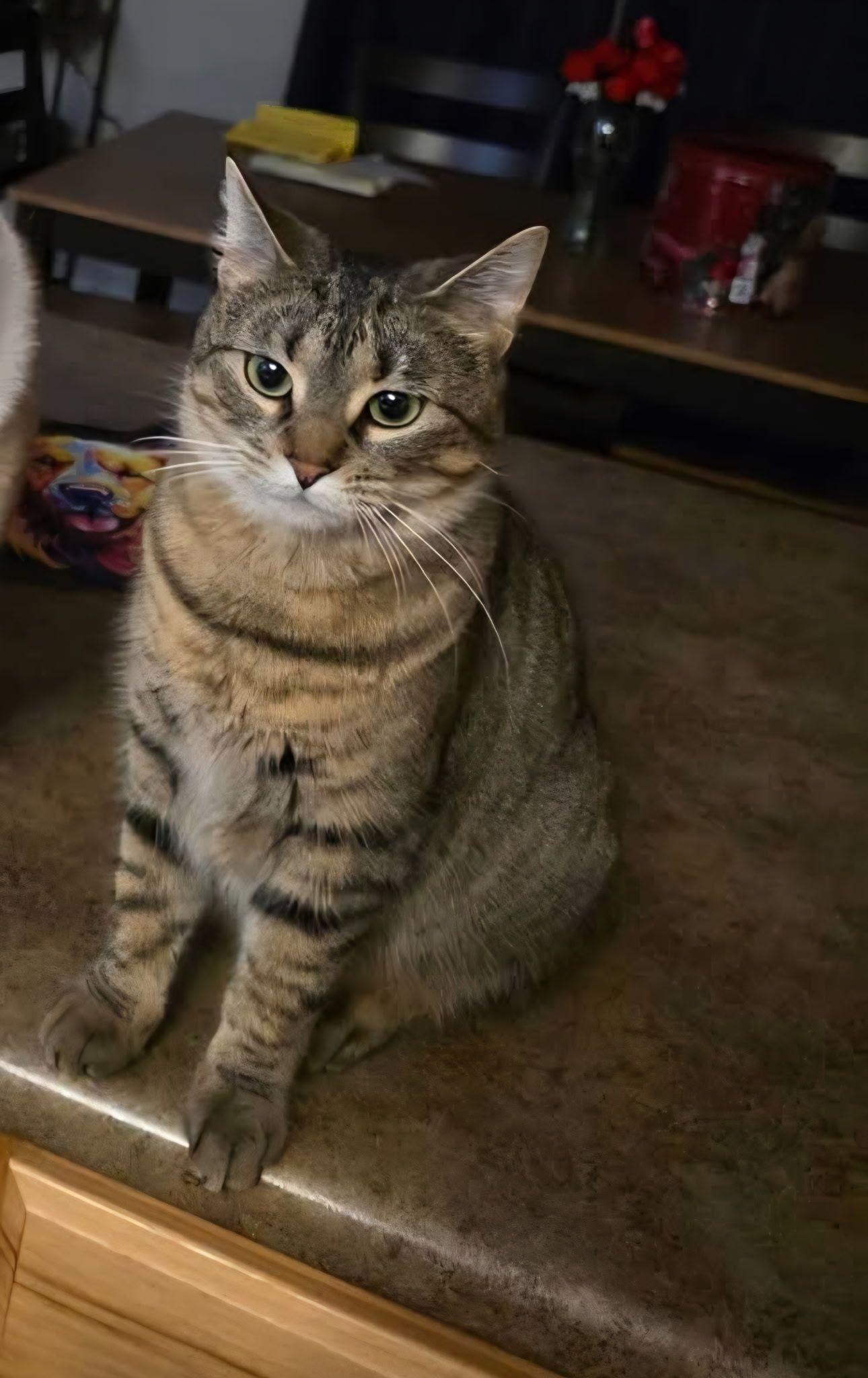 Pinkie Pie, ADOPTABLE, Adult Female American Shorthair.