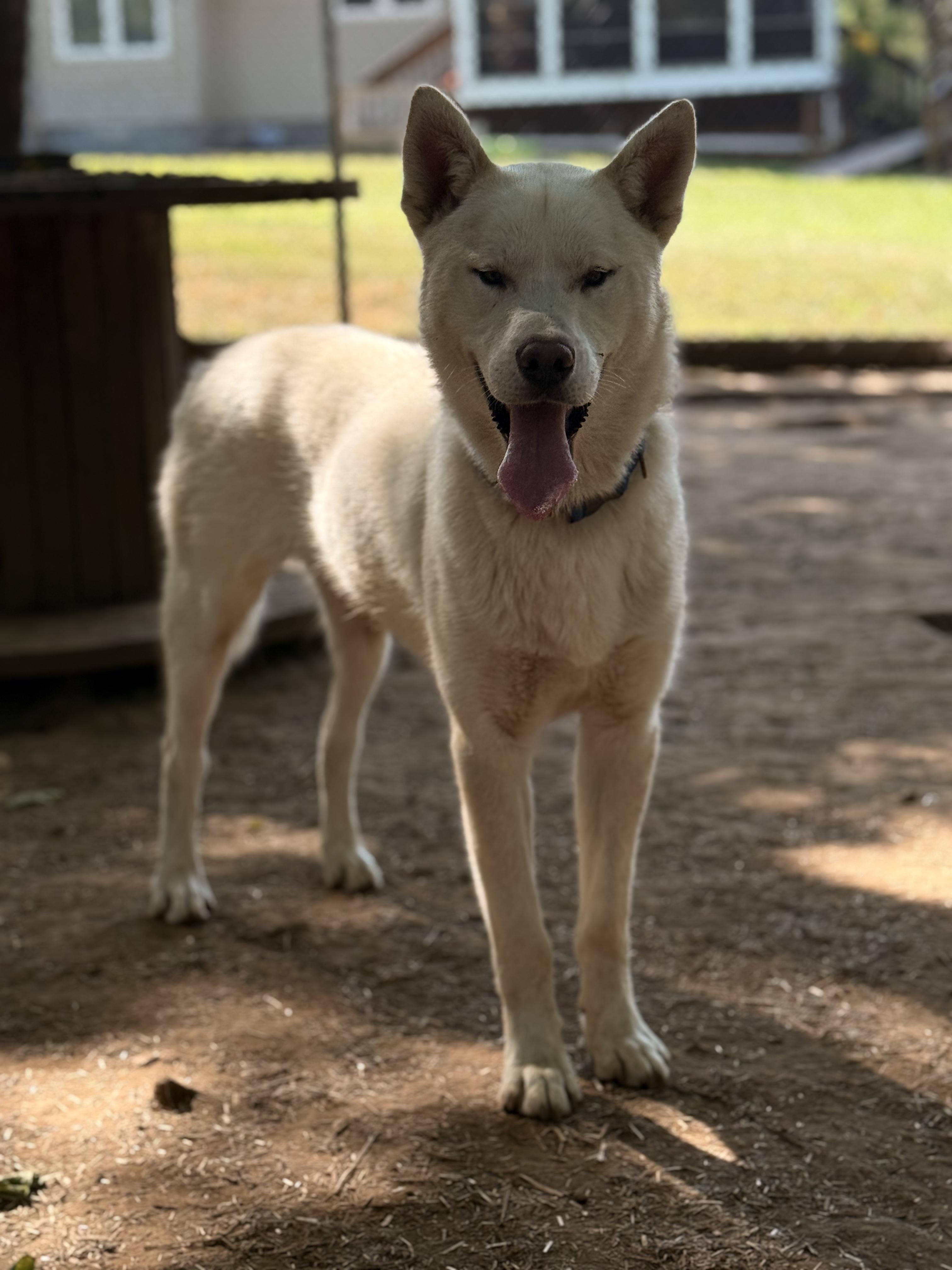 Juneau, an adoptable White German Shepherd, Husky in Addison, ON, K0E 1A0 | Photo Image 2