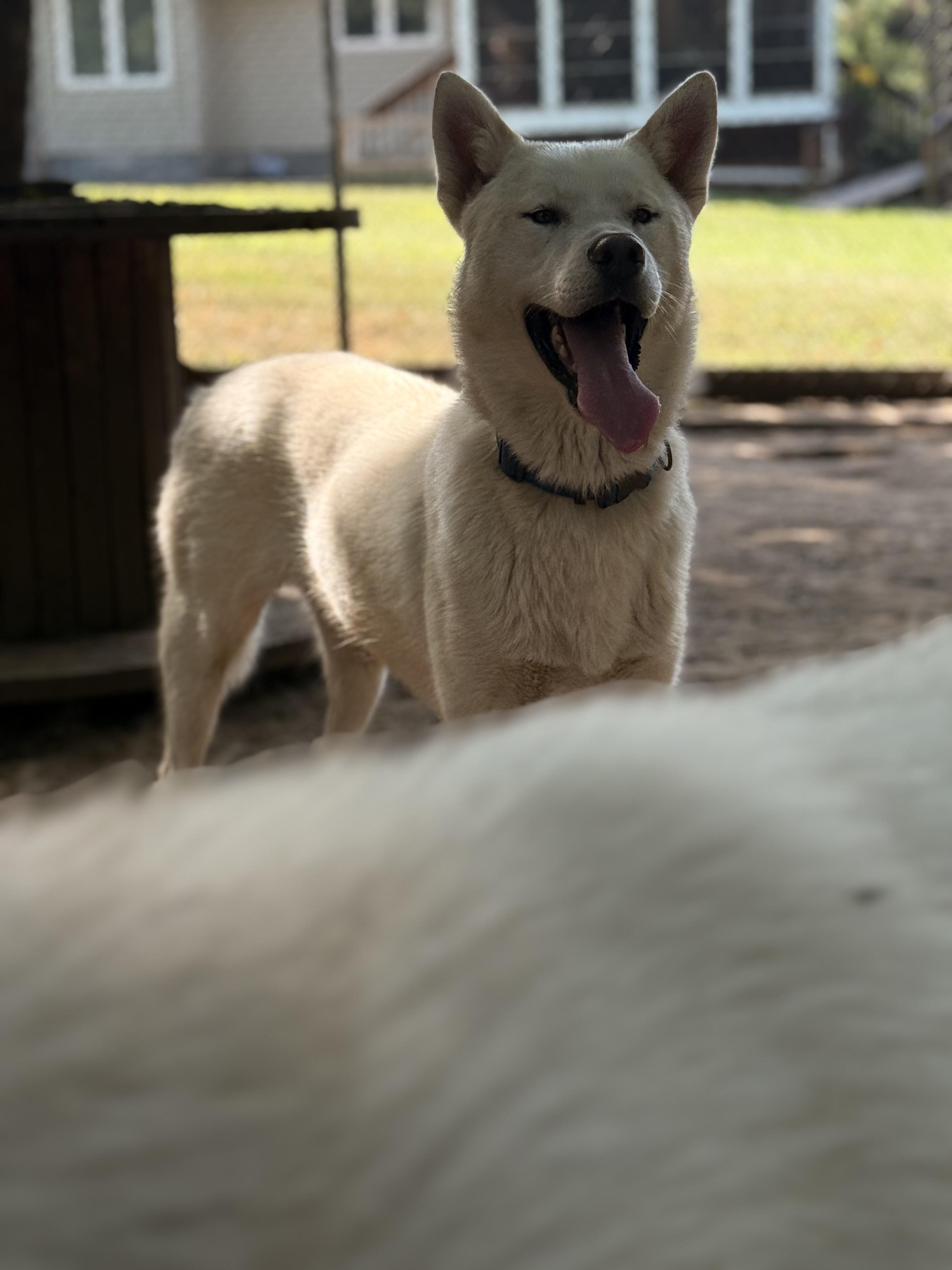 Juneau, an adoptable White German Shepherd, Husky in Addison, ON, K0E 1A0 | Photo Image 4