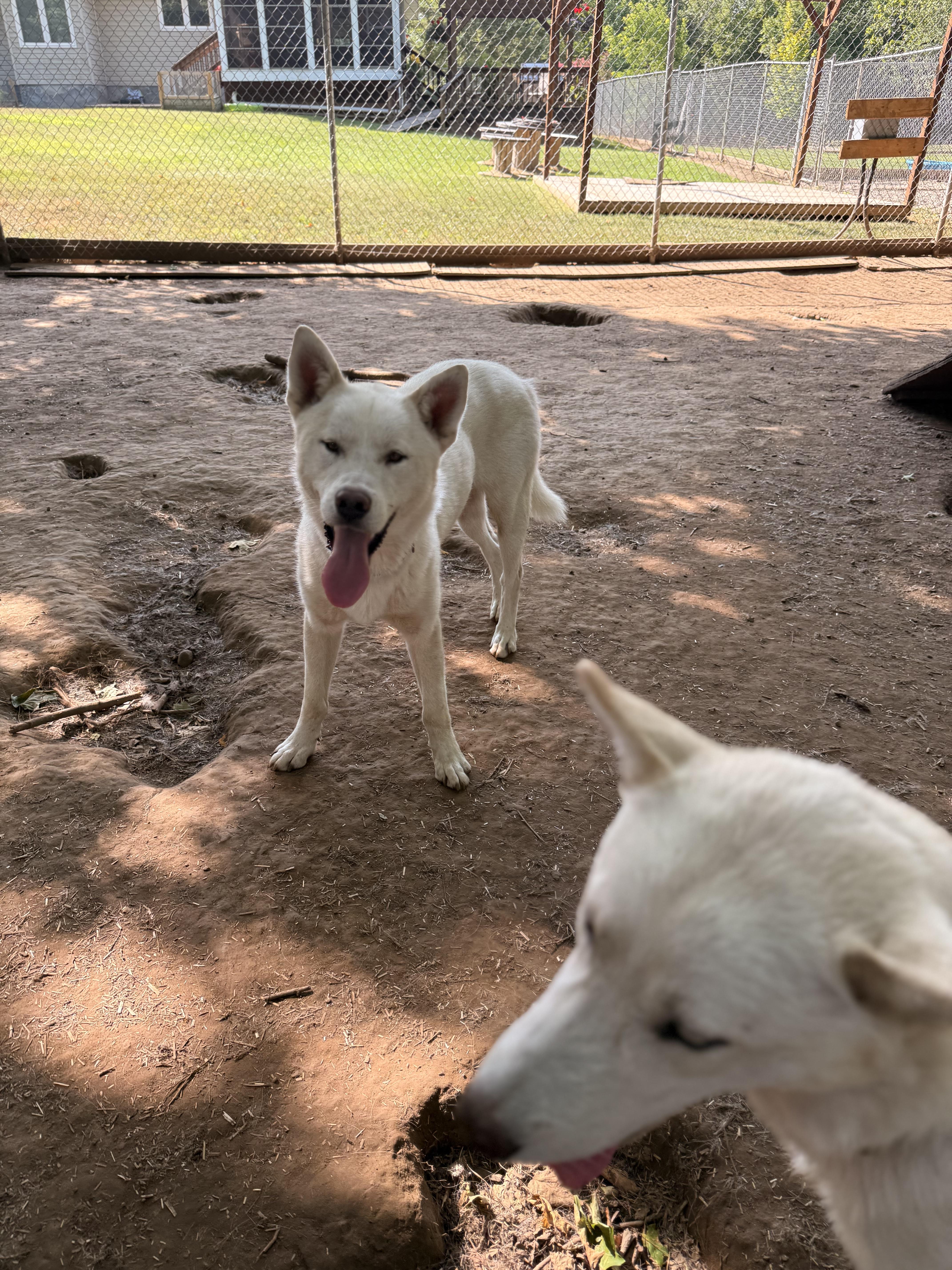 Juneau, an adoptable White German Shepherd, Husky in Addison, ON, K0E 1A0 | Photo Image 5