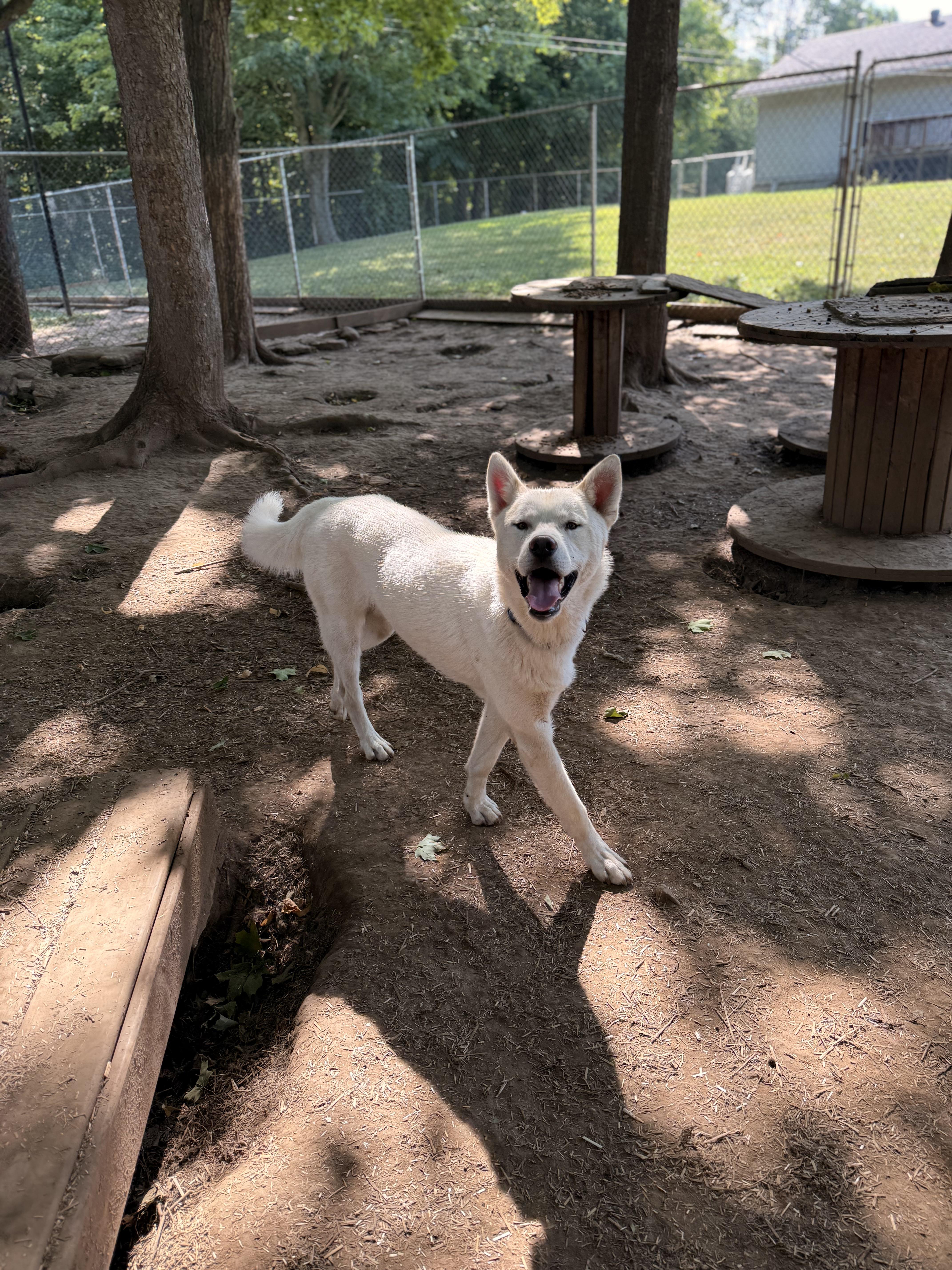 Juneau, an adoptable White German Shepherd, Husky in Addison, ON, K0E 1A0 | Photo Image 3