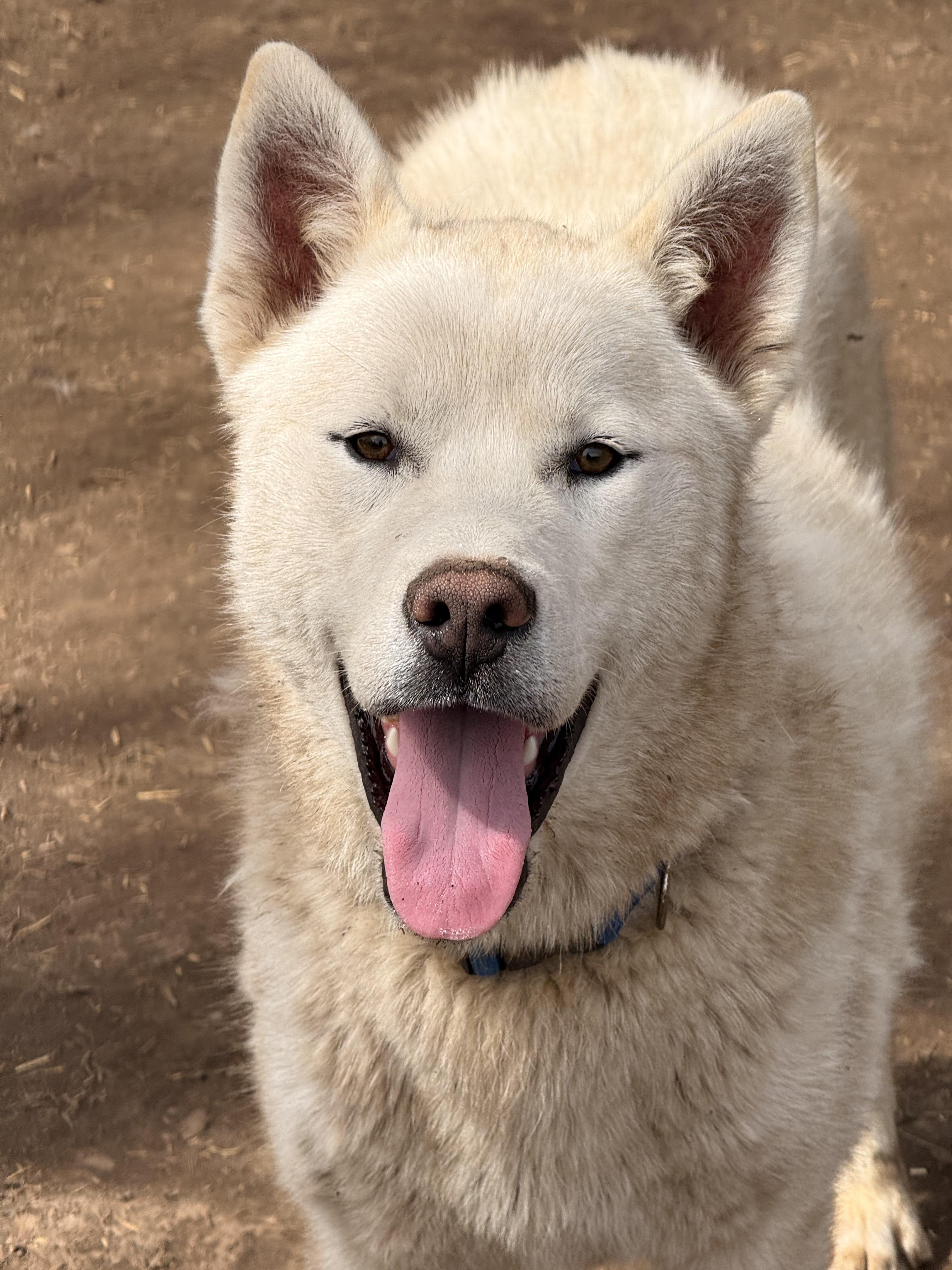 Juneau, an adoptable White German Shepherd, Husky in Addison, ON, K0E 1A0 | Photo Image 6
