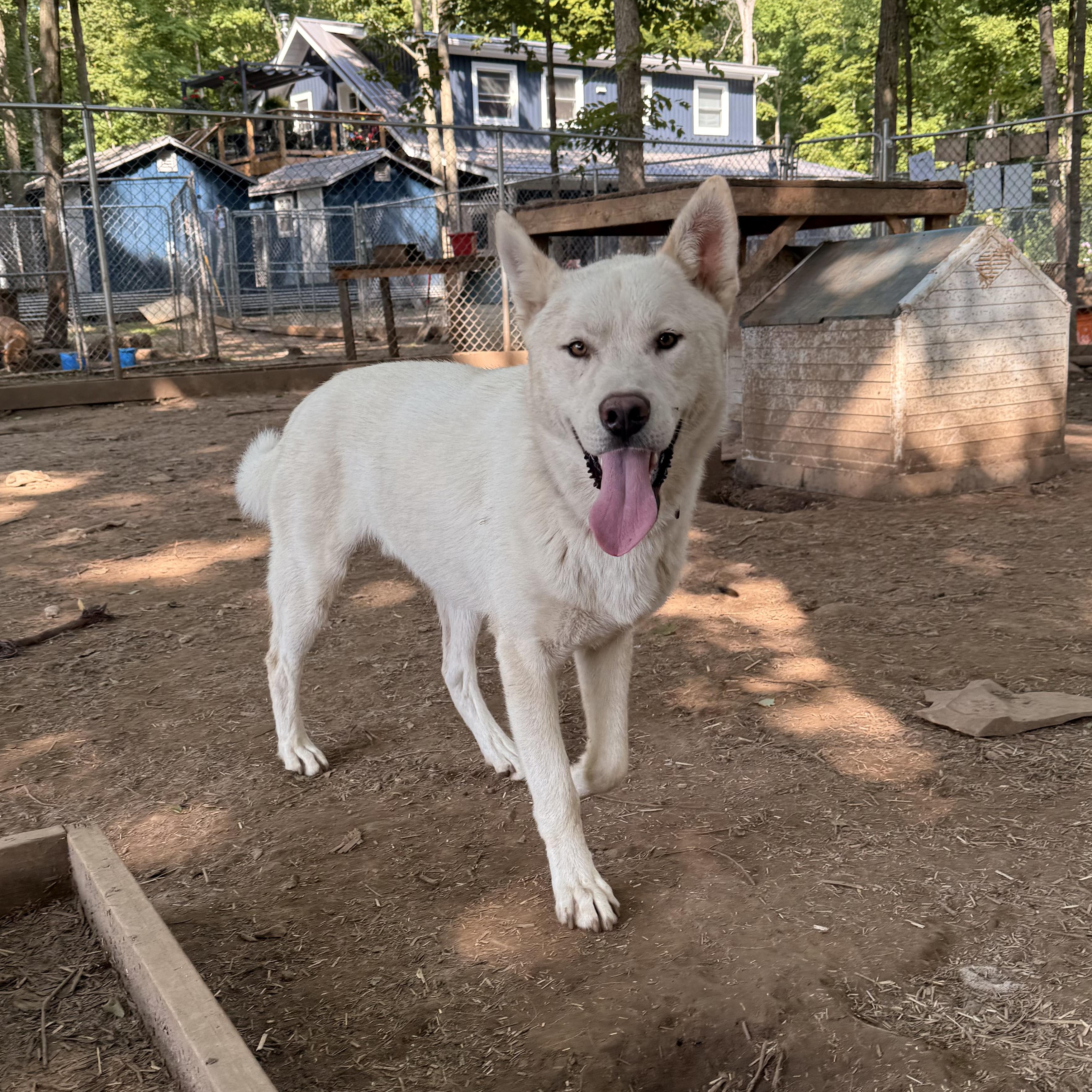 Juneau, an adoptable White German Shepherd, Husky in Addison, ON, K0E 1A0 | Photo Image 1