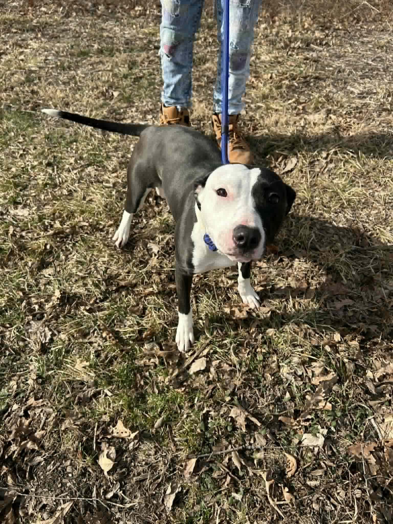 katniss, ADOPTABLE, Puppy Female Pit Bull Terrier.