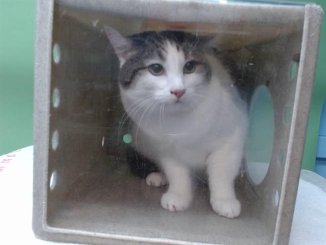 Enlarge BELLA, a Adoptable Domestic Short Hair in Gardena, CA image 1/1