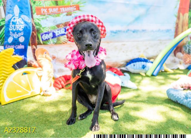 TUNA, Adoptable, Young Female Mixed Breed.