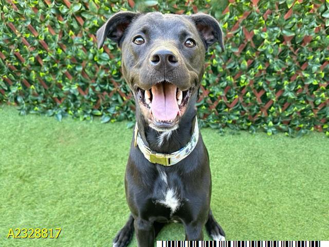 Enlarge TUNA, a Adoptable Mixed Breed in West Palm Beach, FL image 1/1