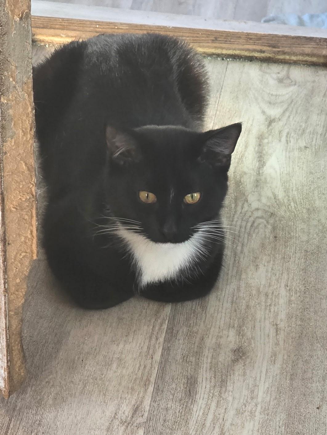 Enlarge OREO, a ADOPTABLE Domestic Short Hair in Chicago Ridge, IL image 3/3