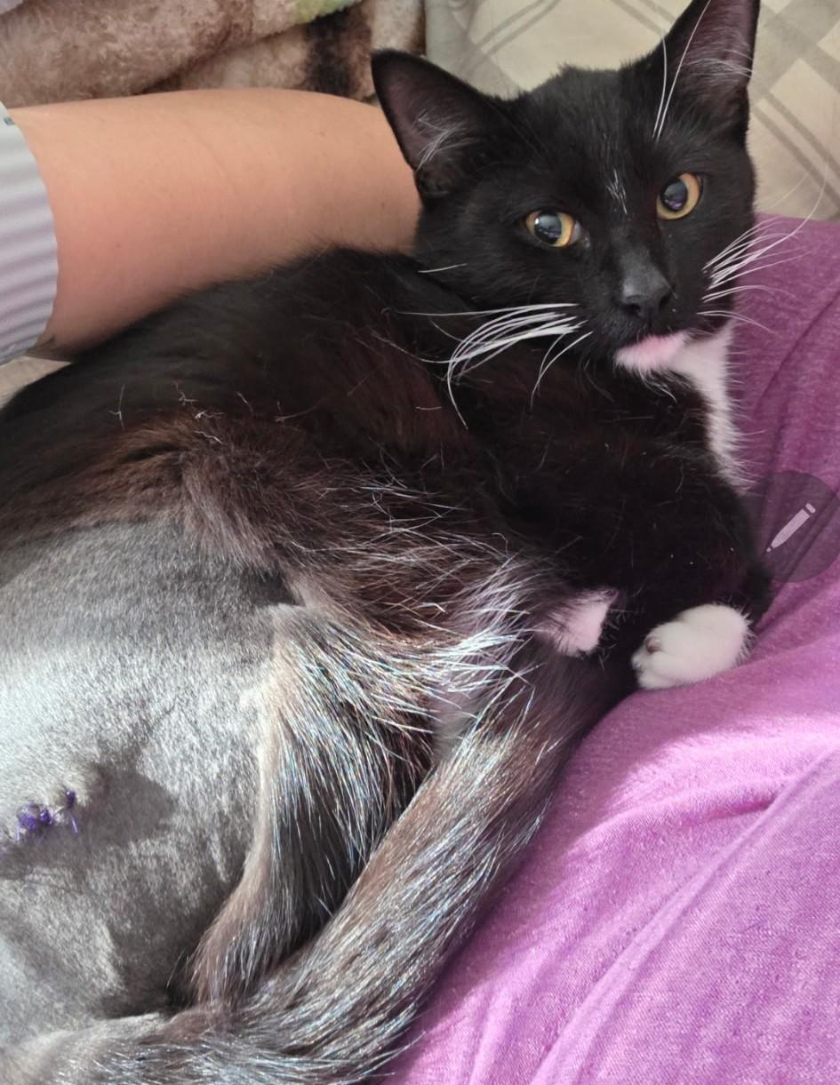 Enlarge OREO, a ADOPTABLE Domestic Short Hair in Chicago Ridge, IL image 2/3