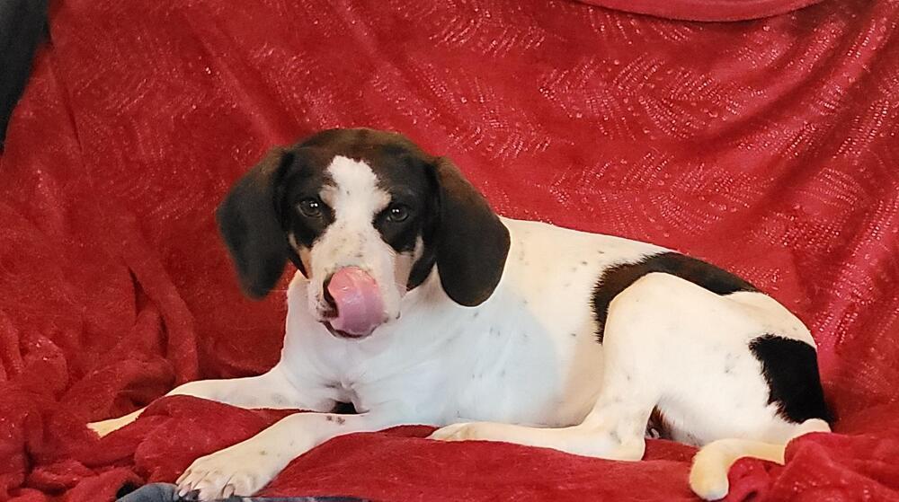 Enlarge Meadow, a Adoptable mixed breed in Peoria, IL image 1/6