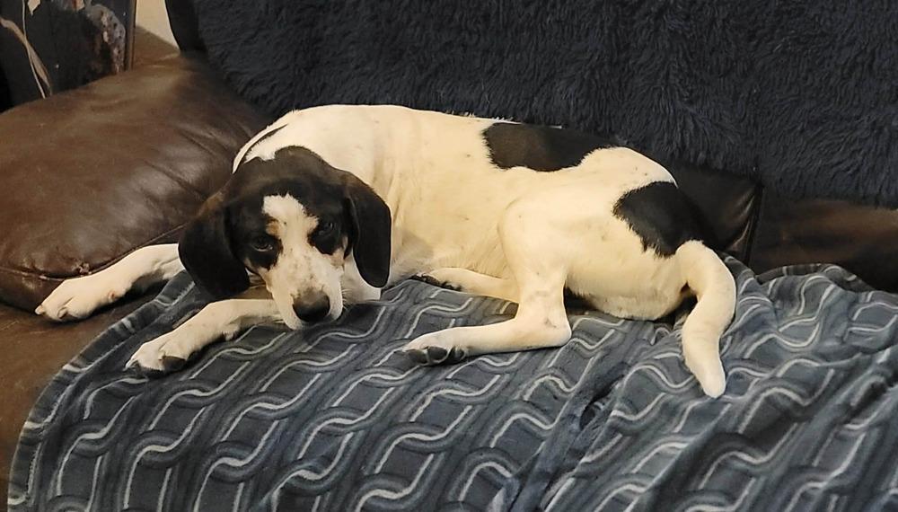 Enlarge Meadow, a Adoptable mixed breed in Peoria, IL image 2/6