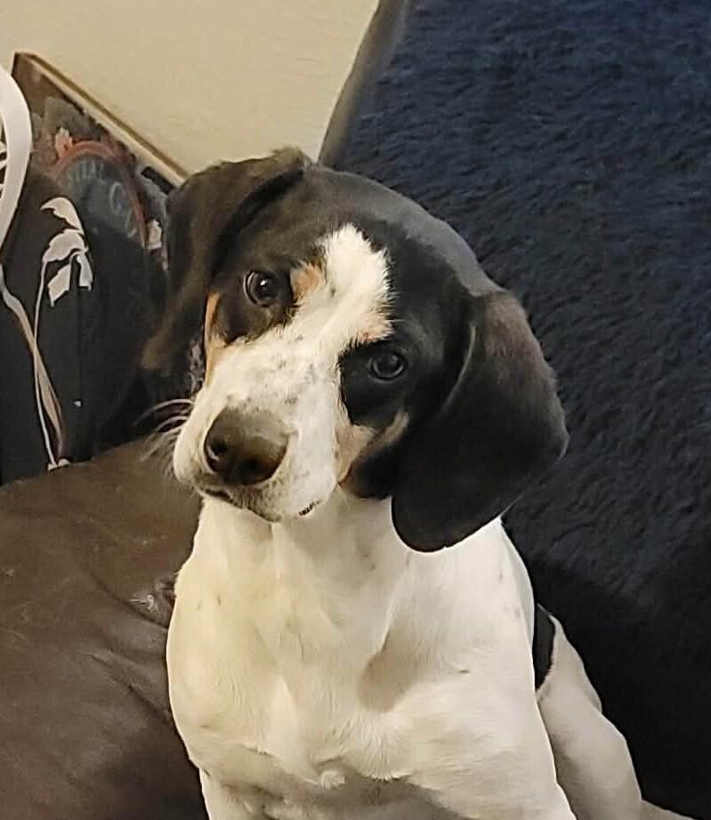 Enlarge Meadow, a Adoptable mixed breed in Peoria, IL image 5/6