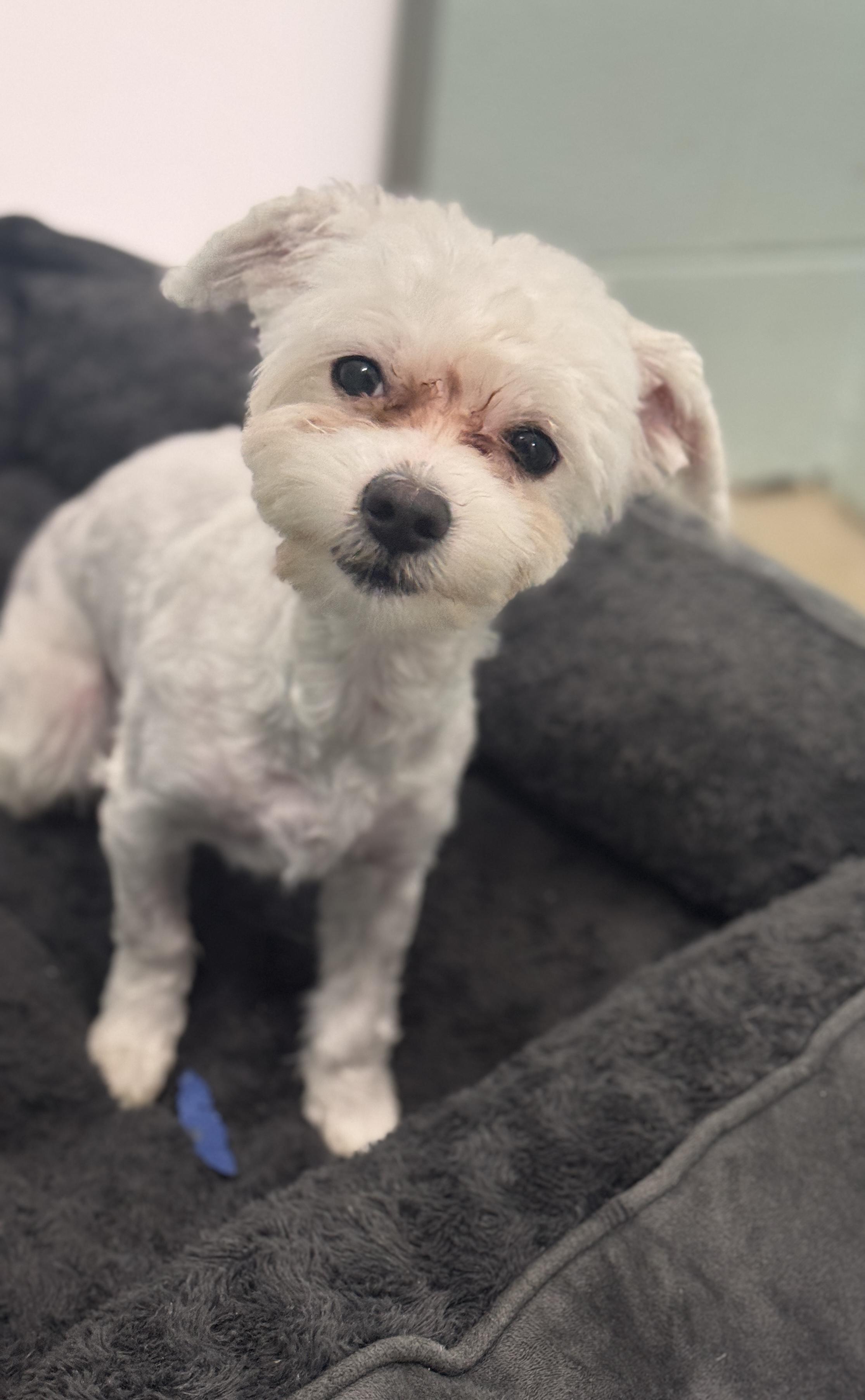 Bingo, adopted, Young Male Maltese.