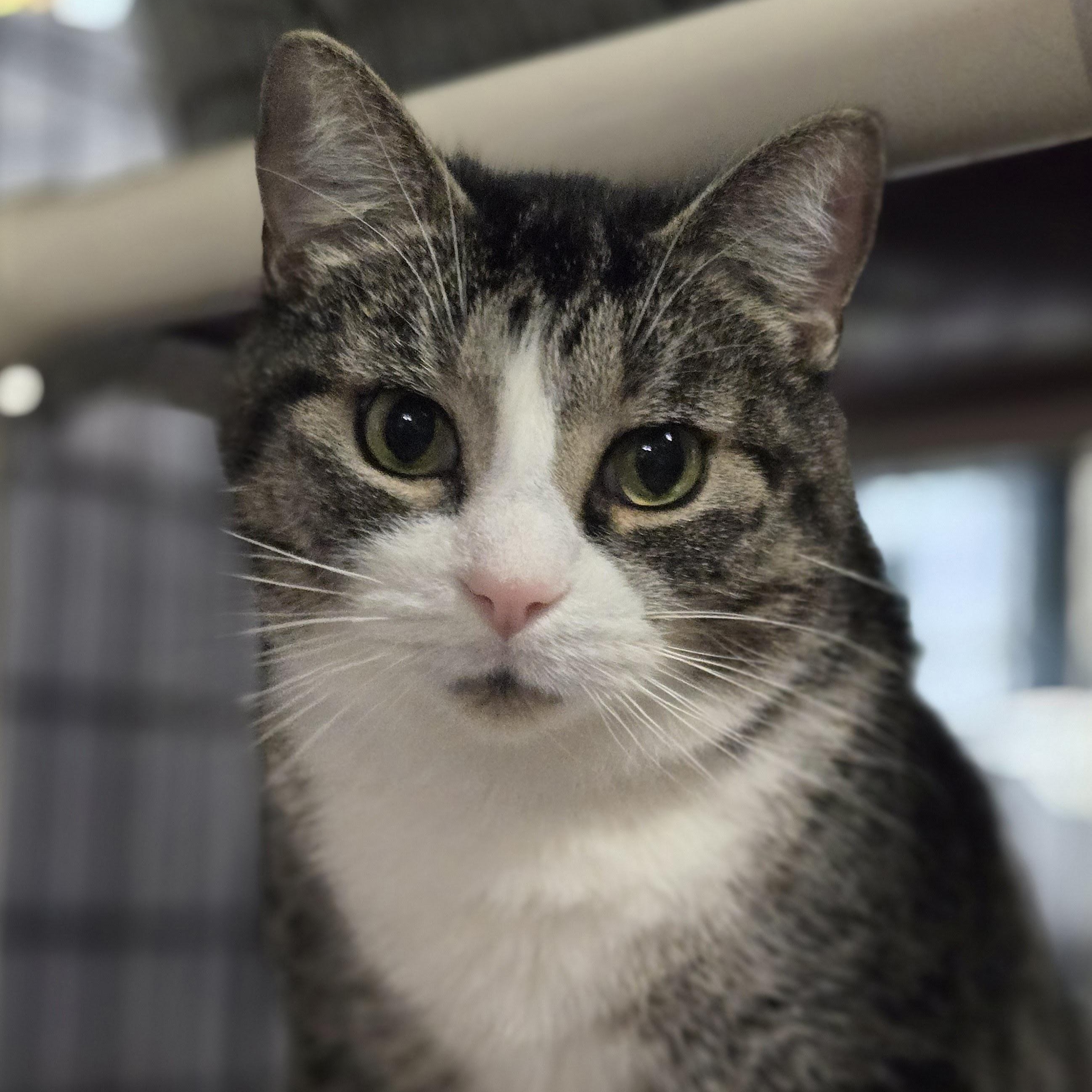 Enlarge Casanova, a ADOPTABLE Tabby in East Amherst, NY image 2/6