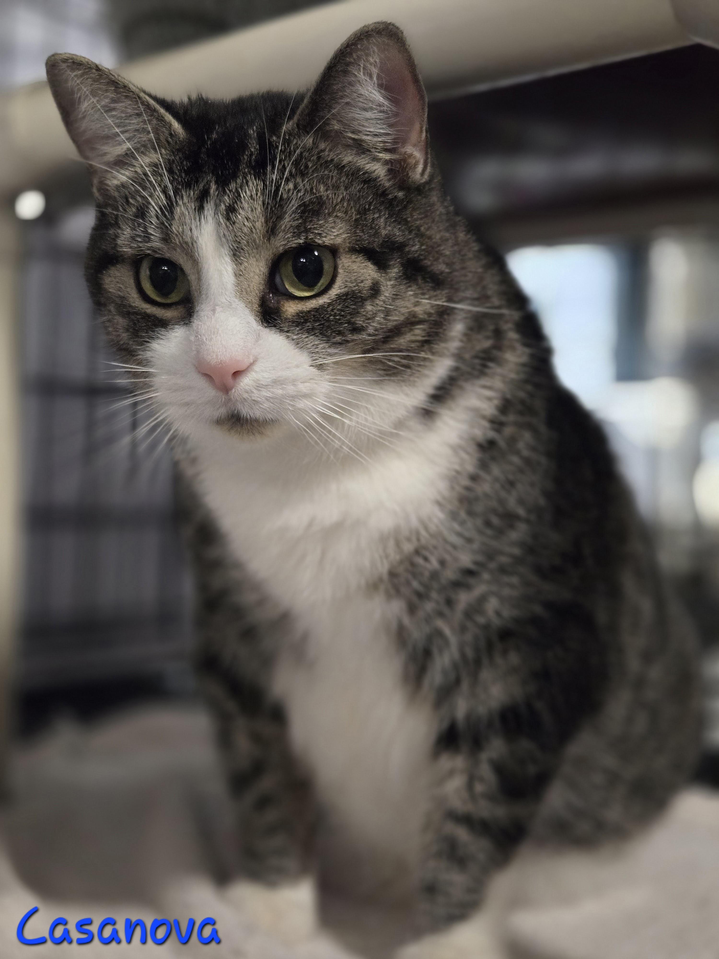 Enlarge Casanova, a ADOPTABLE Tabby in East Amherst, NY image 5/6