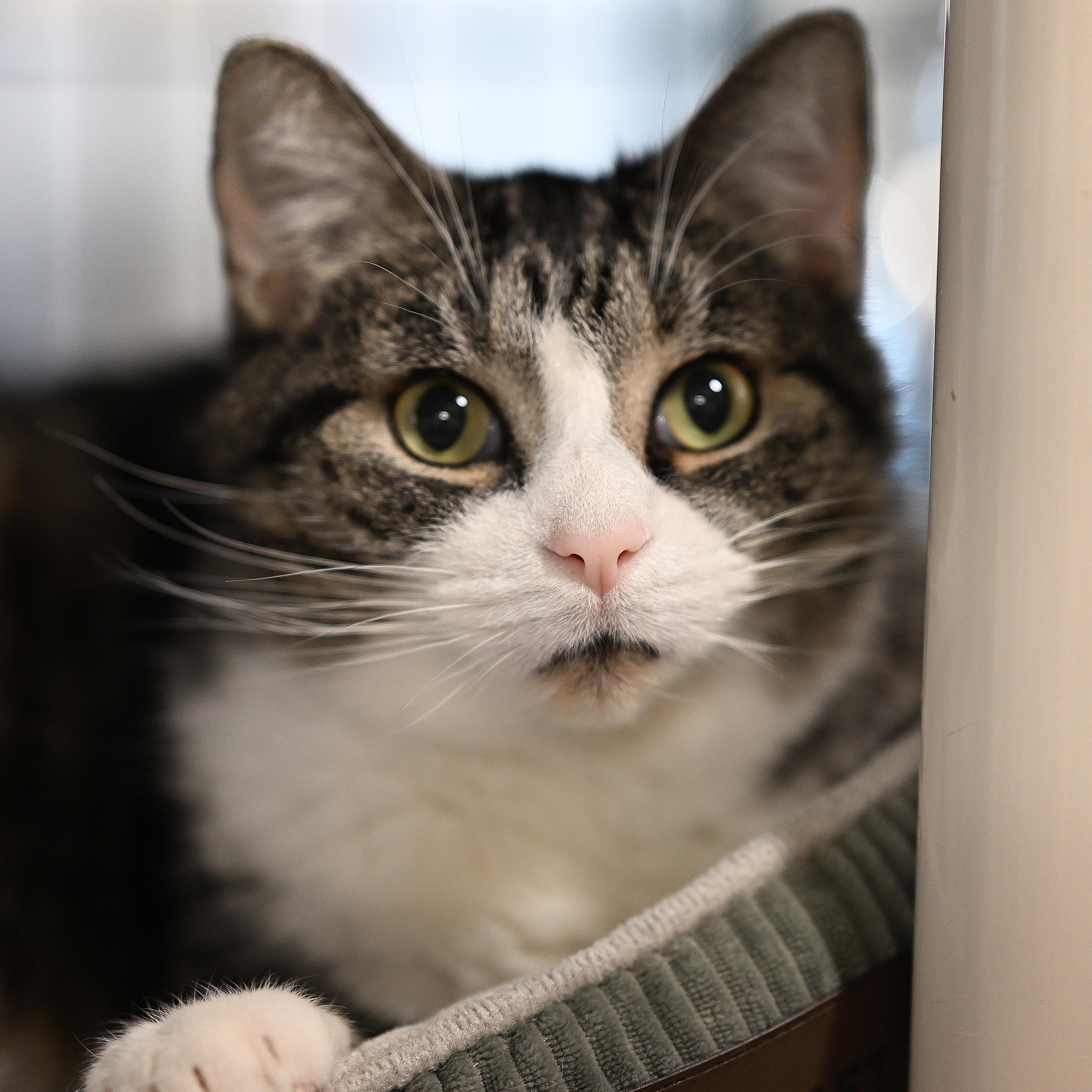 Enlarge Casanova, a ADOPTABLE Tabby in East Amherst, NY image 3/6