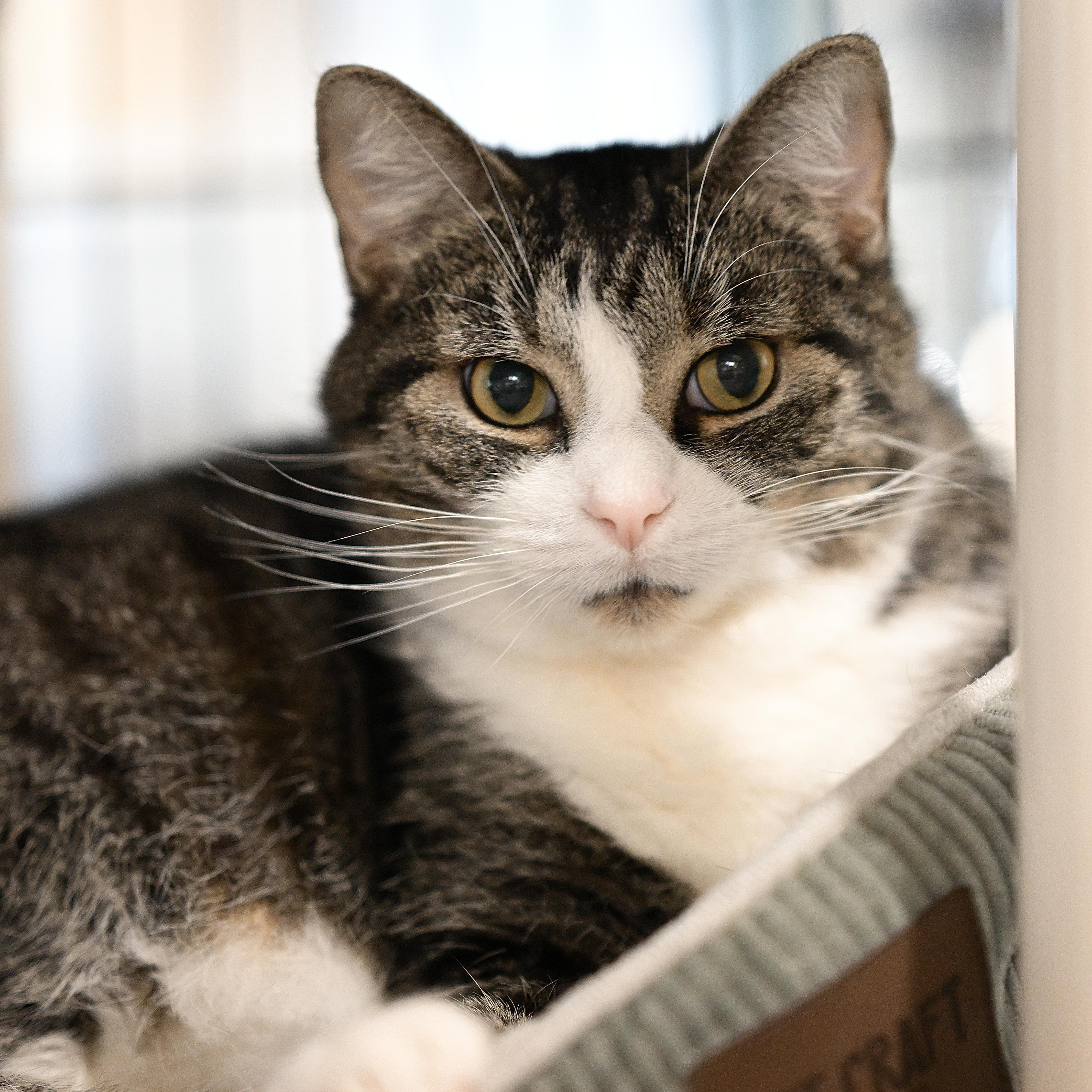 Enlarge Casanova, a ADOPTABLE Tabby in East Amherst, NY image 4/6