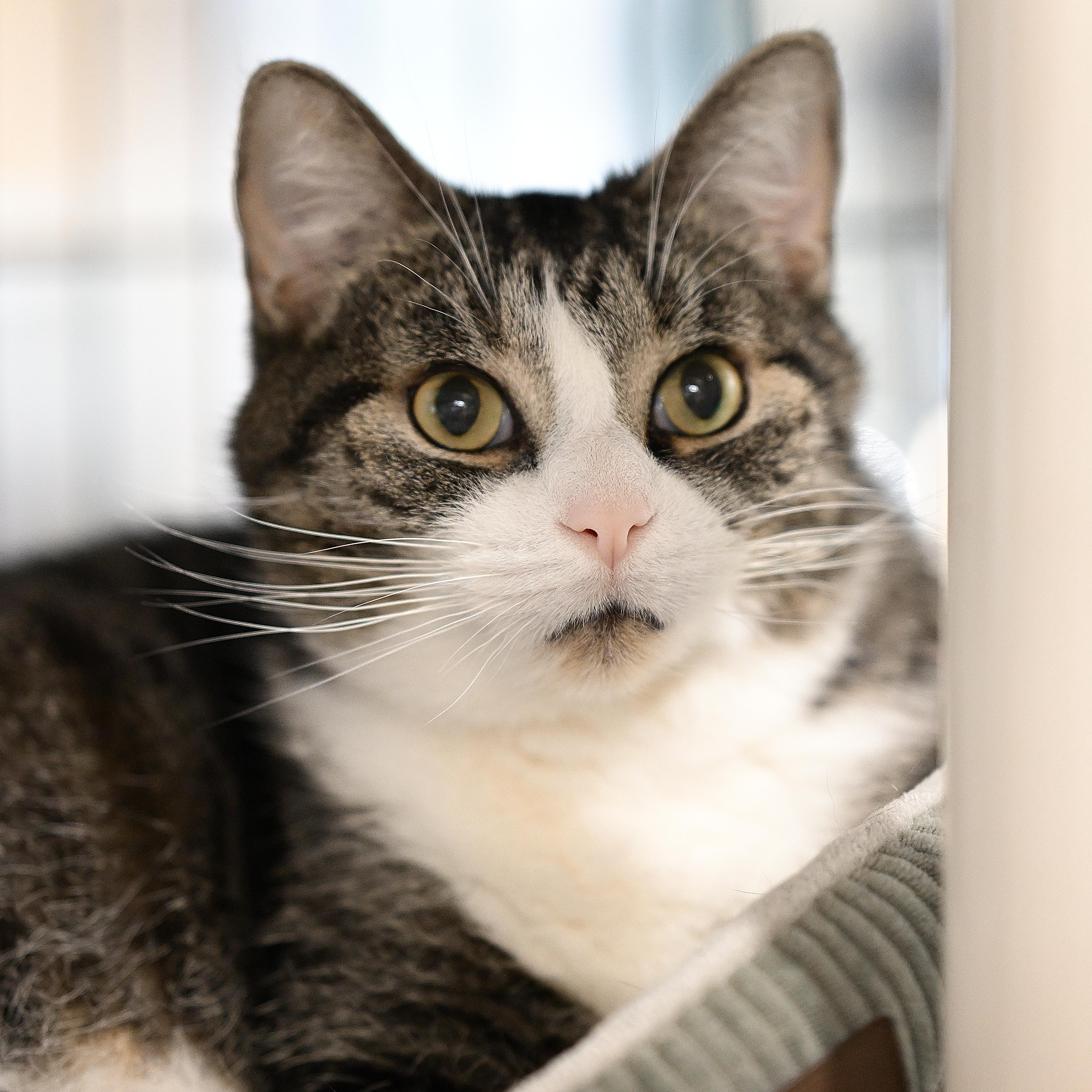 Casanova, ADOPTABLE, Senior Male Tabby.