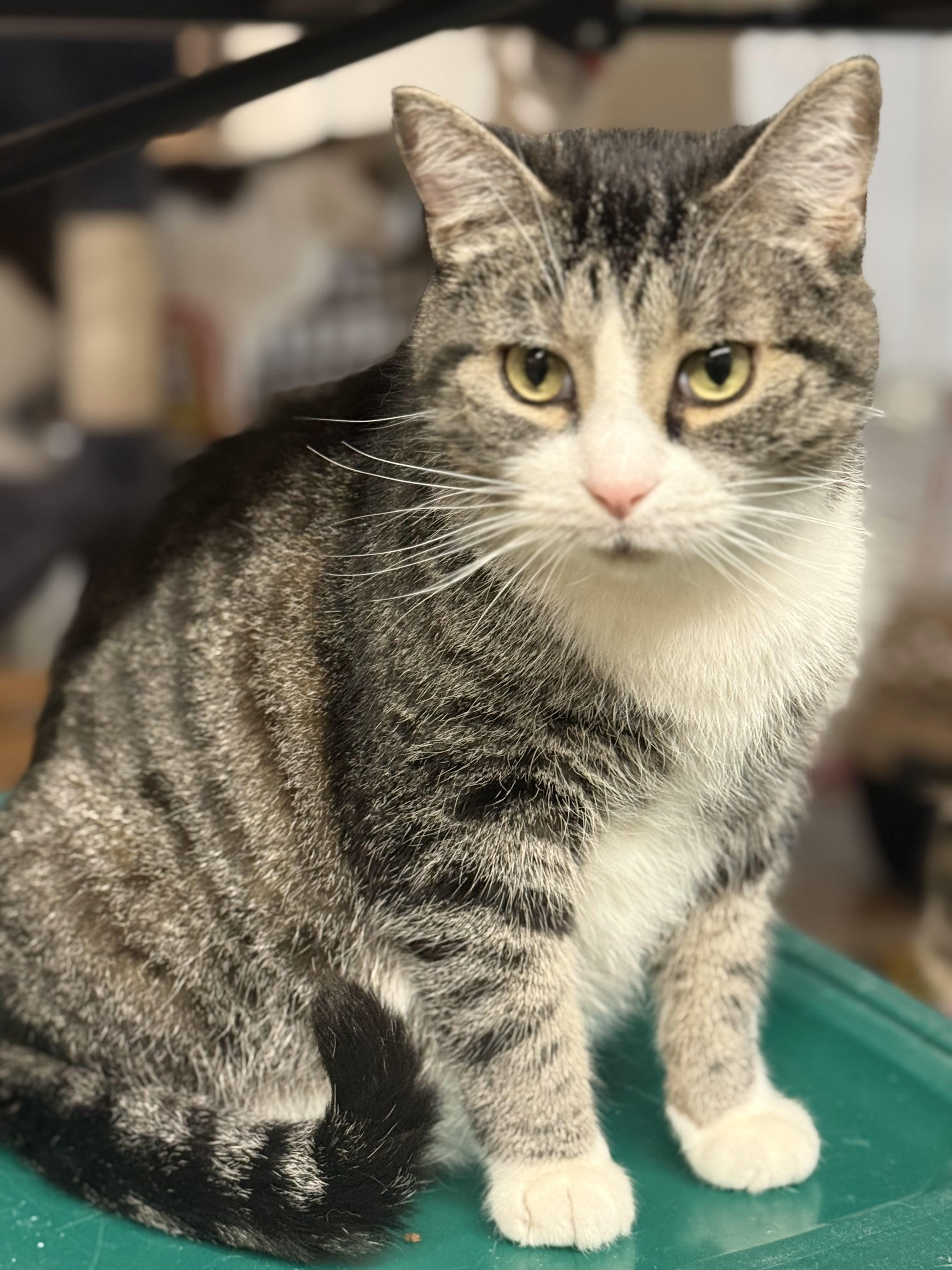 Enlarge Casanova, a ADOPTABLE Tabby in East Amherst, NY image 6/6