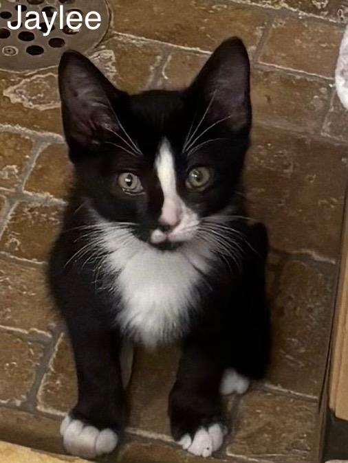 Jaylee, Adoptable, Kitten Female Domestic Short Hair.