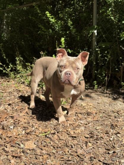 CHOPPER**, Adoptable, Adult Male Pit Bull Terrier & American Bulldog.