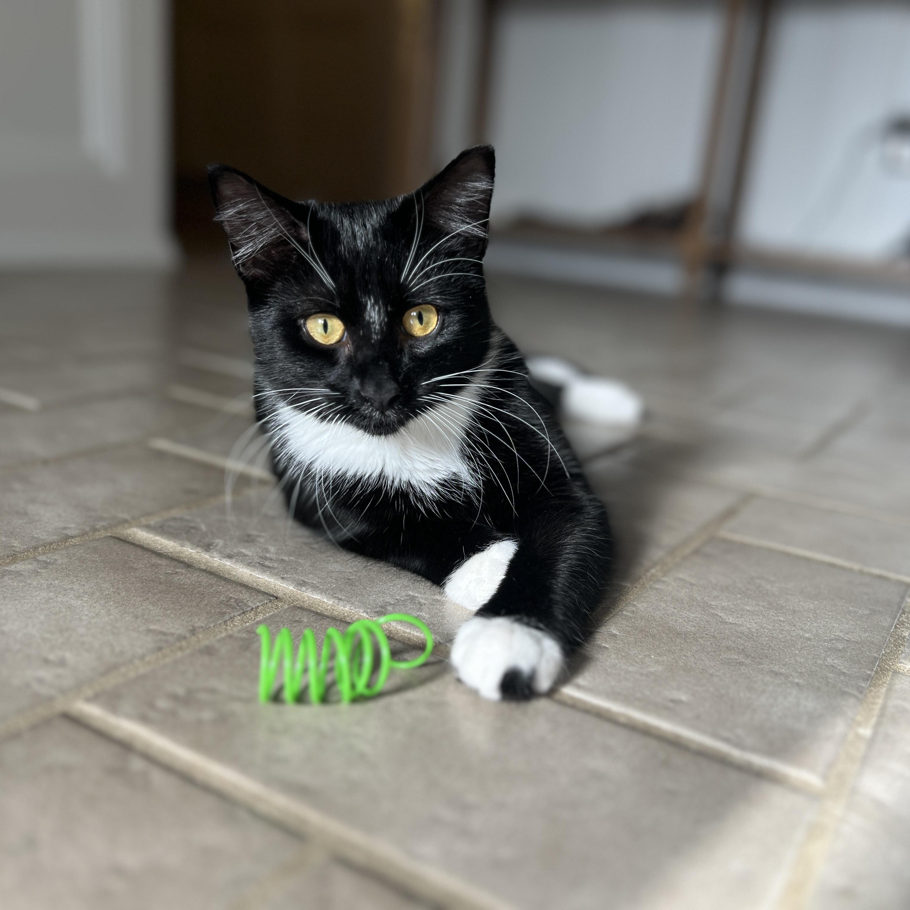 Goose, adopted, Kitten Female Domestic Short Hair.