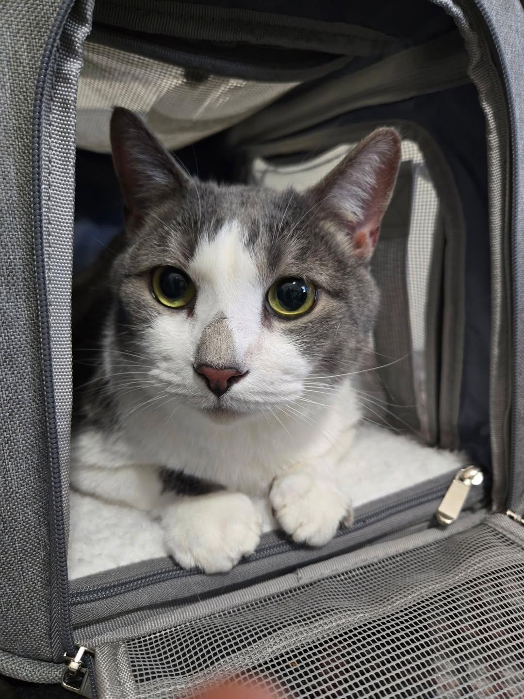 Enlarge Infiniti, an adoptable Domestic Short Hair in Freeport, NY image 1/1