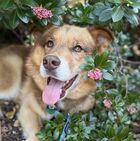 Enlarge Hank (Guardian Assist), a Adoptable mixed breed in Fremont, CA image 1/2