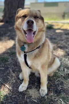 Enlarge Hank (Guardian Assist), a Adoptable mixed breed in Fremont, CA image 2/2