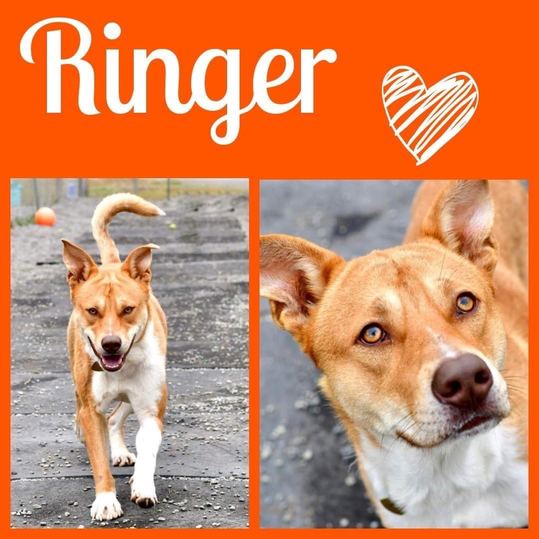 Ringer 2