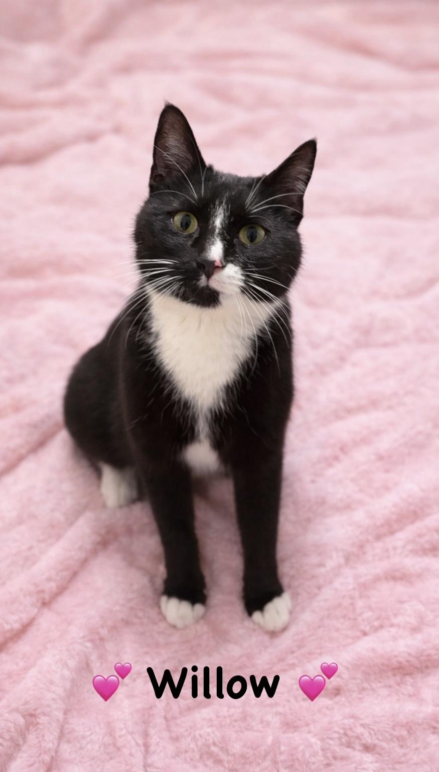 Willow, ADOPTABLE, Kitten Female Tuxedo.