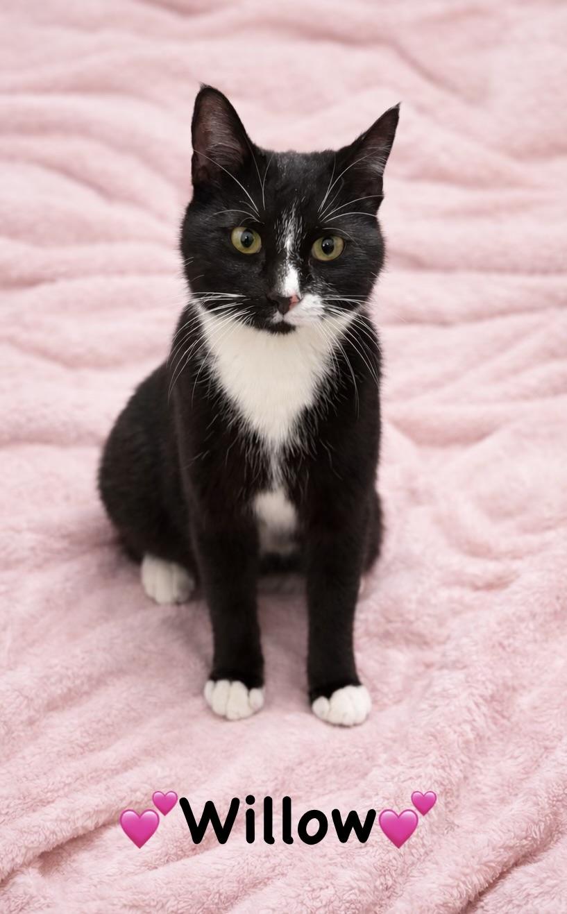 Enlarge Willow, a ADOPTABLE Tuxedo in Copley, OH image 2/2