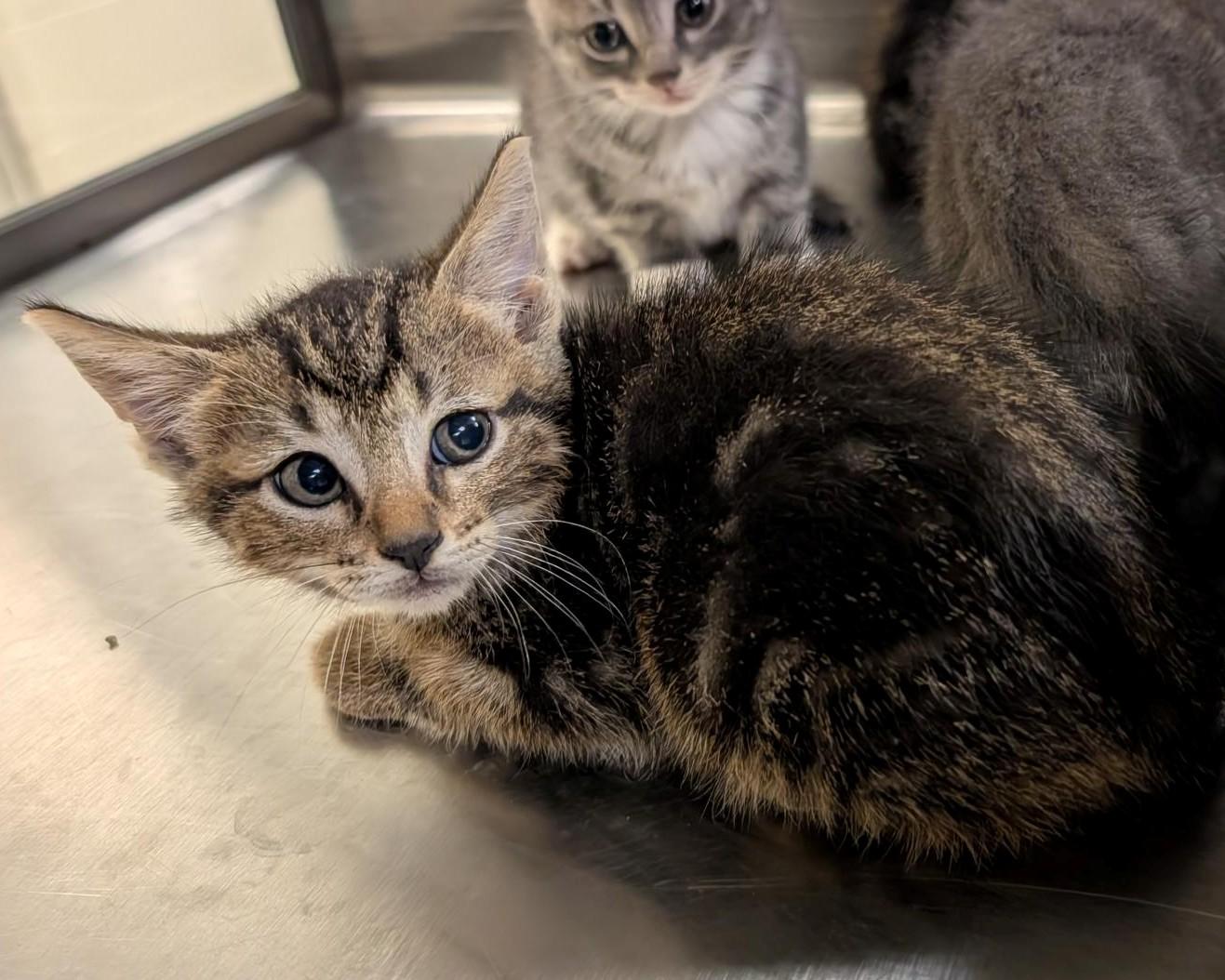 Cat for adoption - Rudy A213505, a Domestic Short Hair in Plano, TX ...