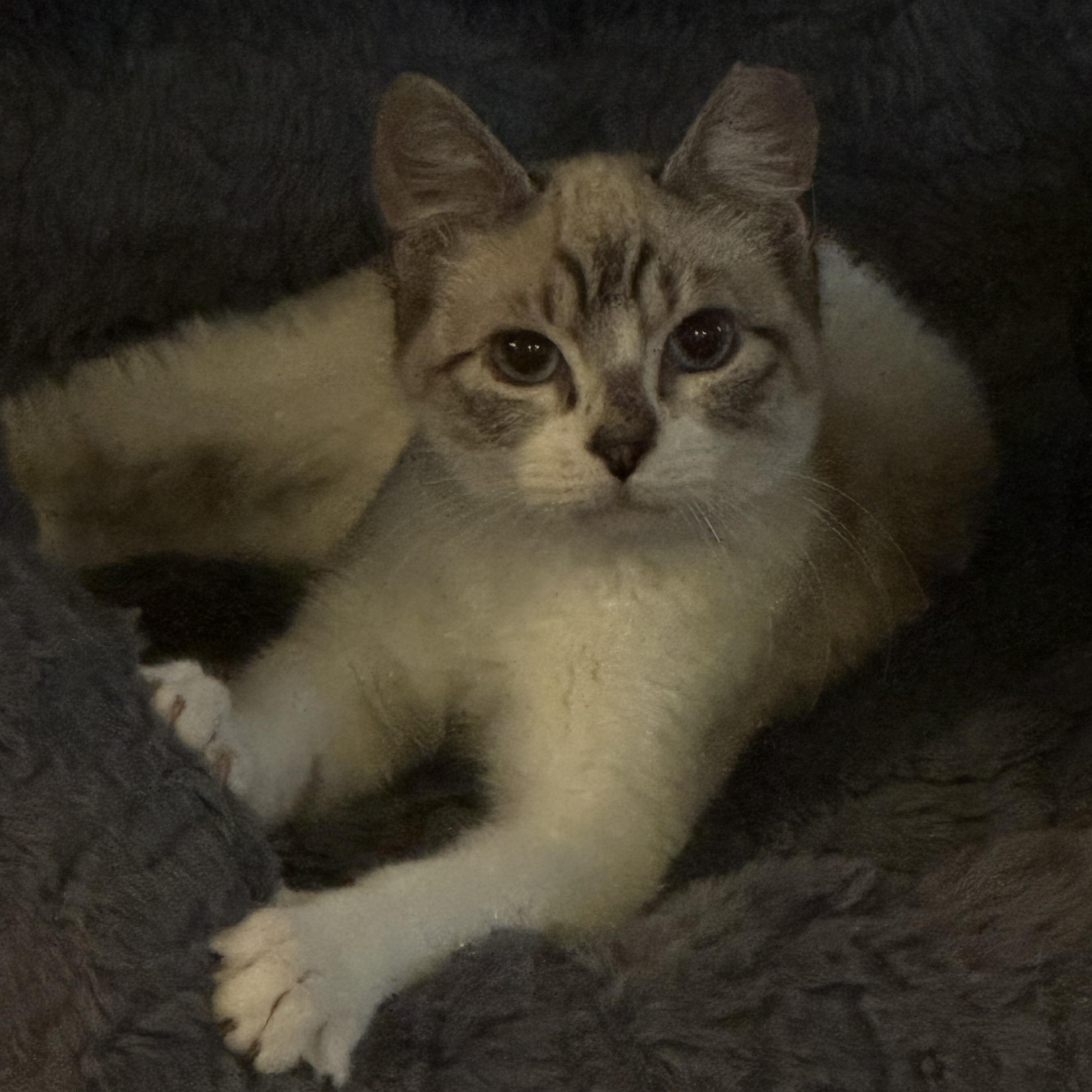 Lemon, adoptable, Kitten Male Siamese & Snowshoe.