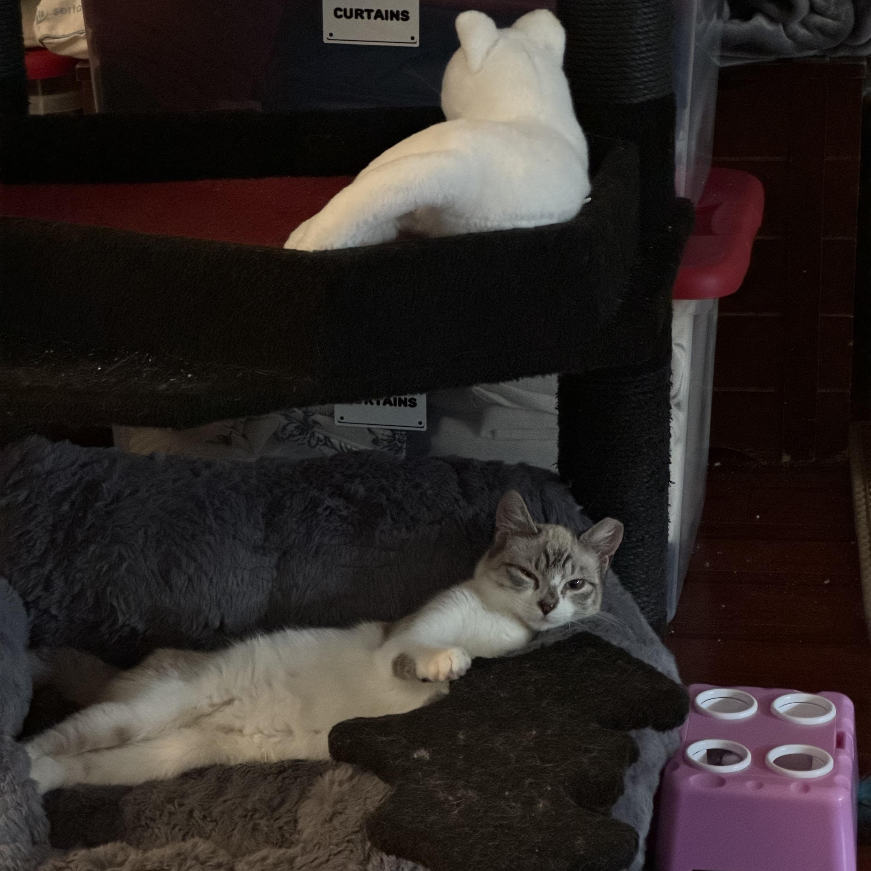 Enlarge Lemon, an adoptable mixed breed in Houston, TX image 5/5