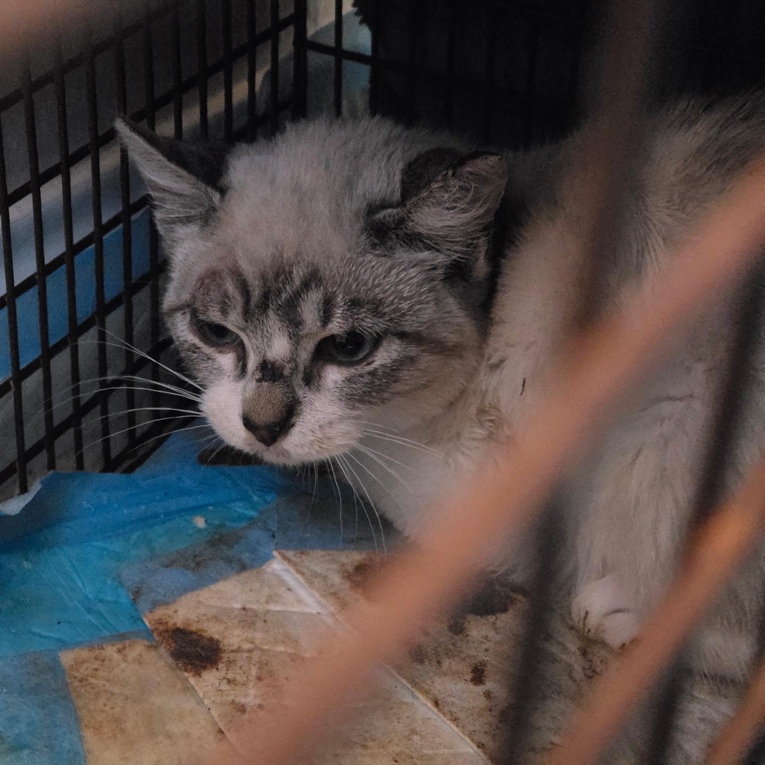 Lemon, adopted, Kitten Male Siamese & Snowshoe.